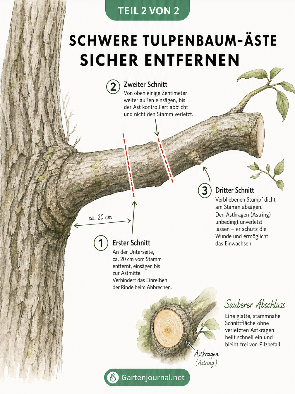 Nahaufnahme eines Tulpenbaumstamms mit dreistufiger Schnitttechnik zum Entfernen schwerer Äste