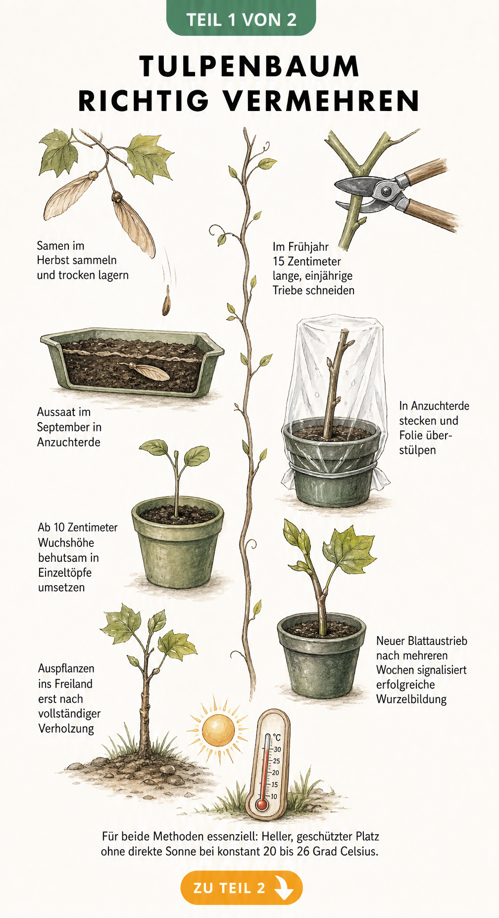 Botanische Illustration zur Vermehrung des Tulpenbaums durch Samen und Stecklinge