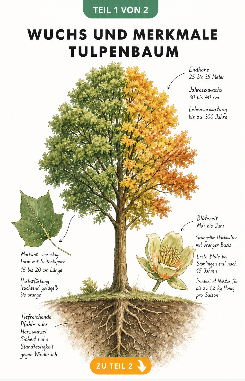 Botanische Illustration des Tulpenbaums mit Details zu Wuchs, Blatt, Blüte und Wurzel