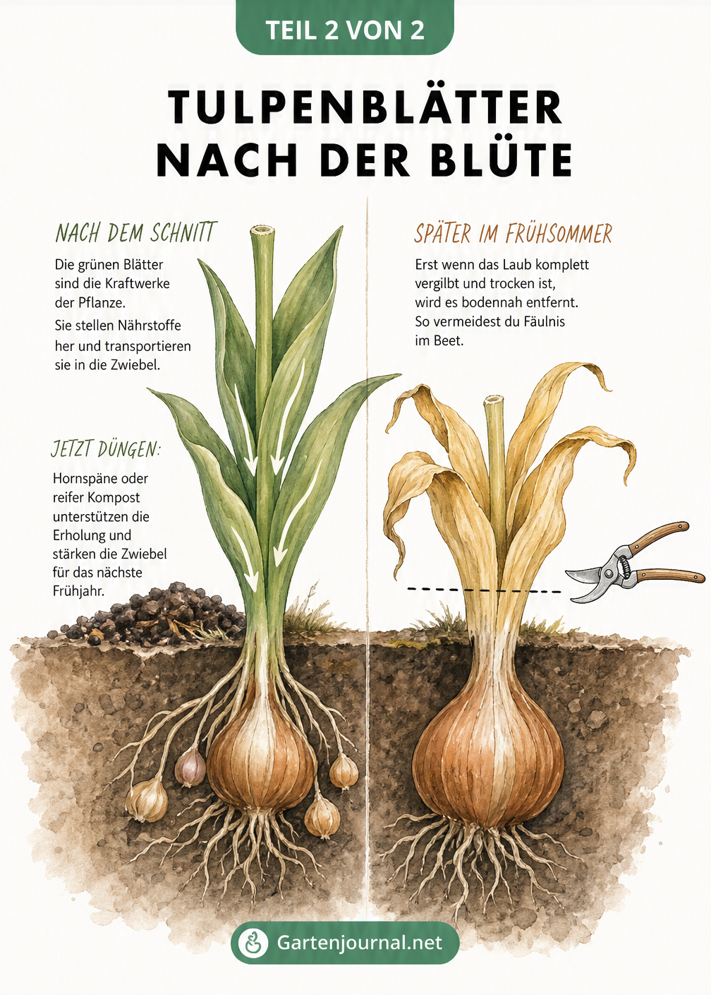 Querschnitt-Grafik eines Tulpenbeets, die den Energiefluss von den Blättern in die Zwiebel zeigt