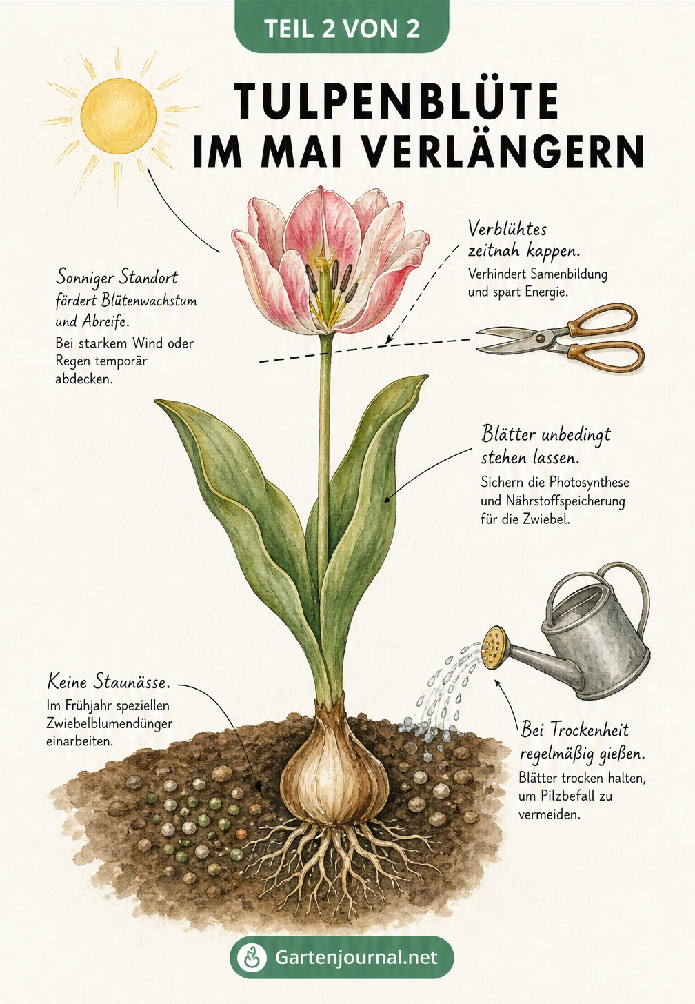 Querschnitt einer Tulpenpflanze mit Pflegetipps zur Verlängerung der Blütezeit im Mai, wie Verblühtes abschneiden und richtig gießen.