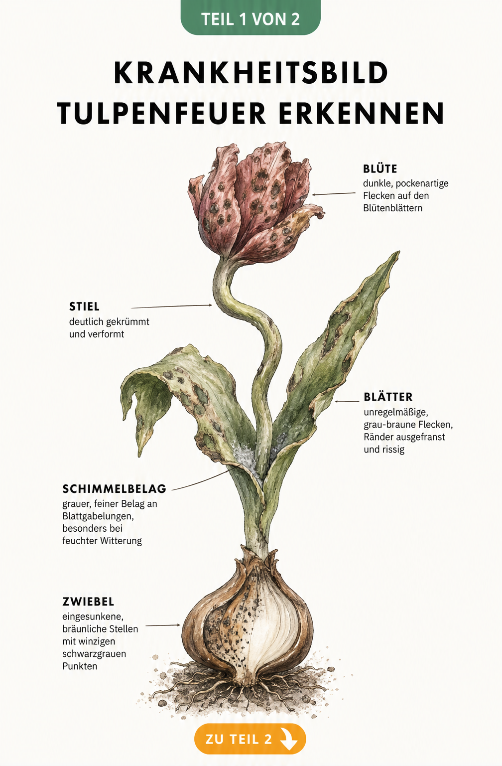 Botanische Illustration einer Tulpe mit Symptomen von Tulpenfeuer wie verformten Trieben, Blattflecken und Grauschimmel