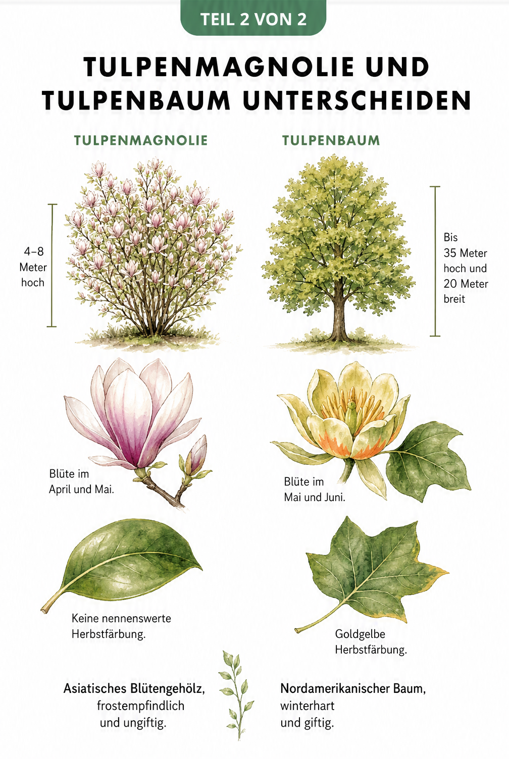 Gegenüberstellung von Tulpenmagnolie und Tulpenbaum mit Wuchsform, Blüten und Blättern