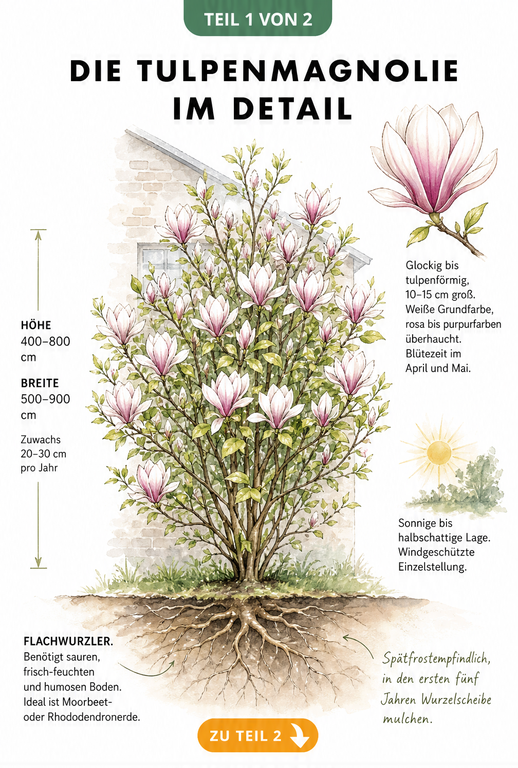 Botanische Illustration einer Tulpenmagnolie mit Wurzeln, Blüten und Wuchsmaßen