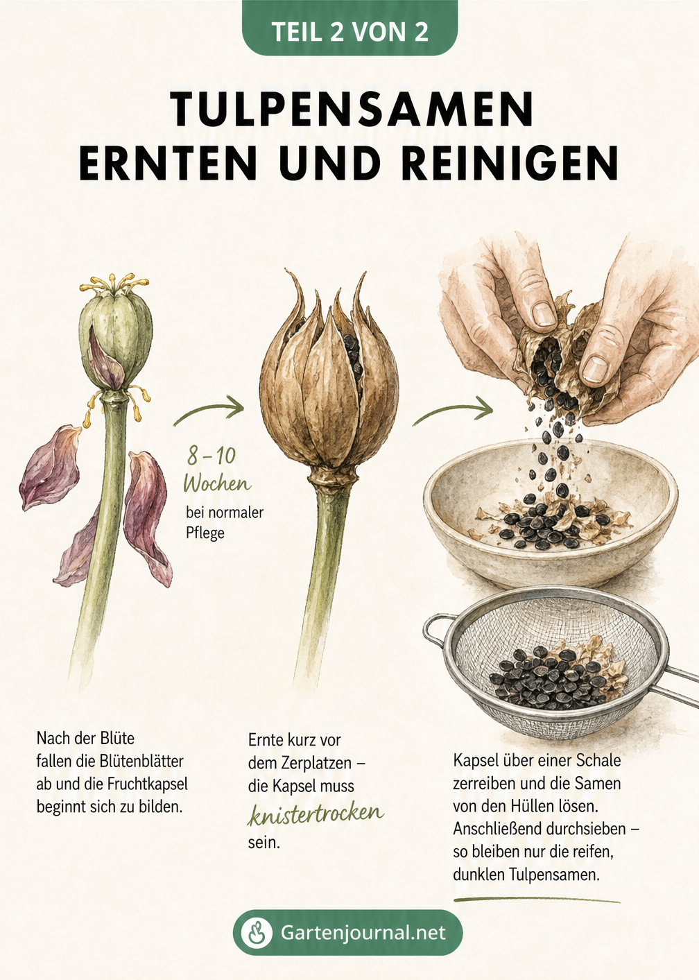 Drei Phasen der Tulpensamen-Ernte: Verblühter Tulpenkopf, braune Fruchtkapsel und das Zerreiben der Kapsel über einem Sieb zur Trennung der Samen.