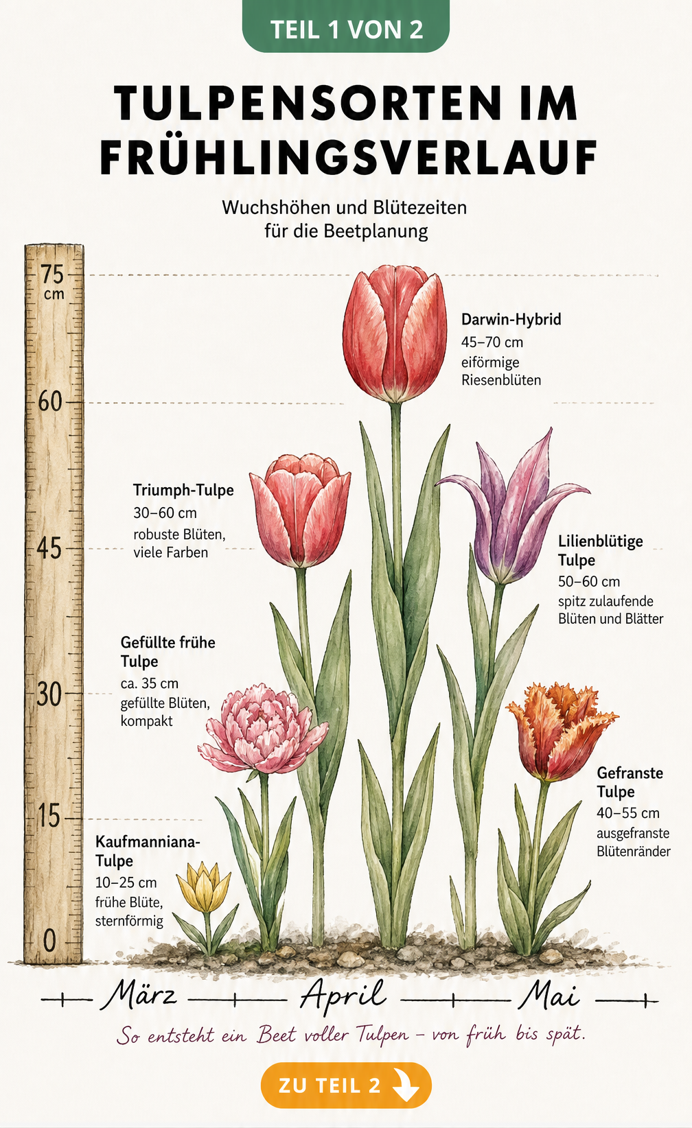 Botanische Tafel mit Tulpensorten im Frühlingsverlauf, geordnet nach Blütezeit und Wuchshöhe