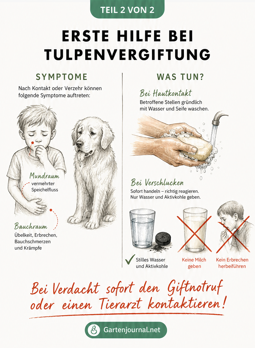 Illustration zur Ersten Hilfe bei Tulpenvergiftung bei Kind und Hund, mit Hinweisen zu Symptomen und Maßnahmen wie Wasser trinken und Giftnotruf.