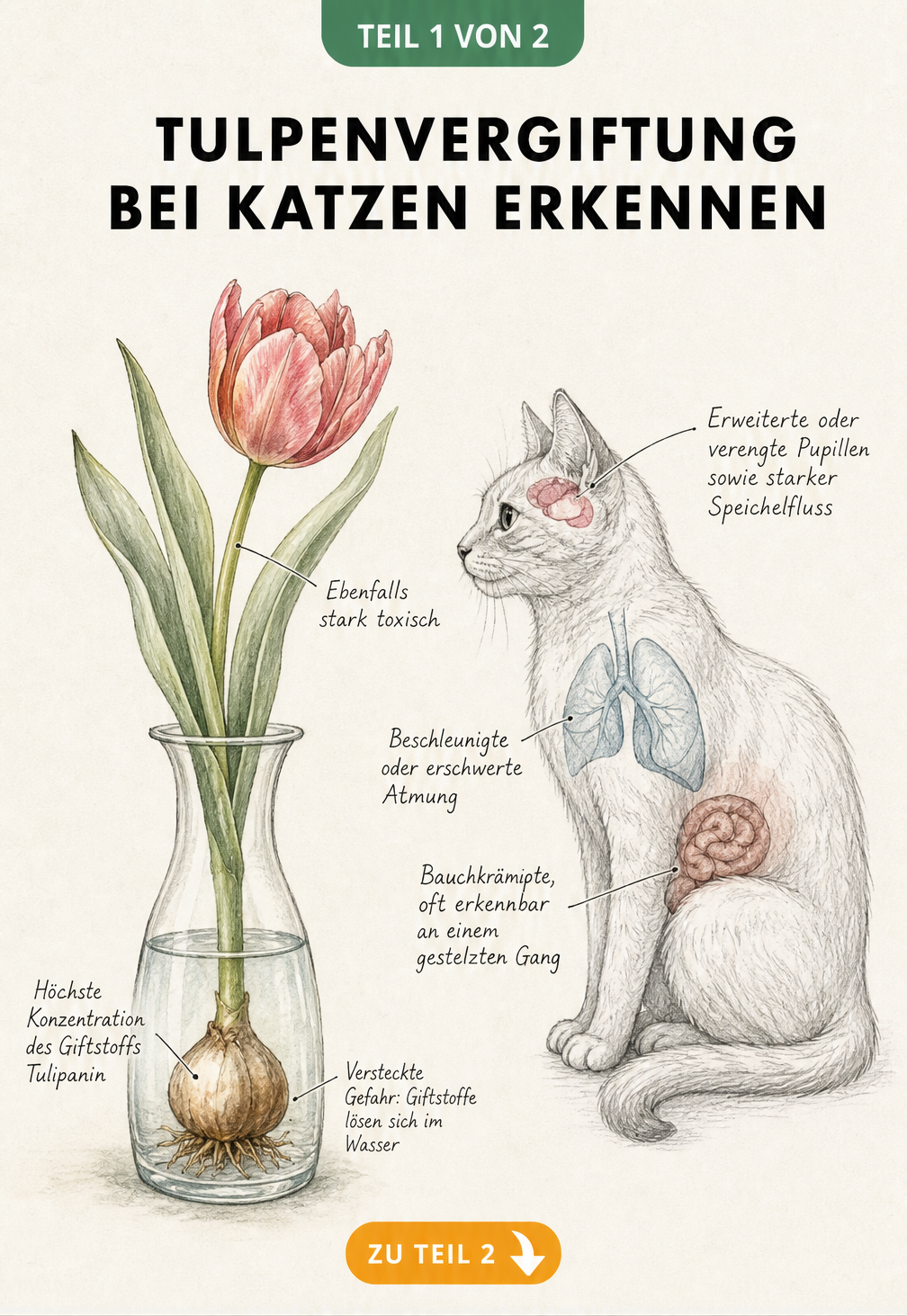 Illustration einer Tulpe in einer Vase und einer Katze mit Markierungen für Vergiftungssymptome wie Speichelfluss und Atemnot
