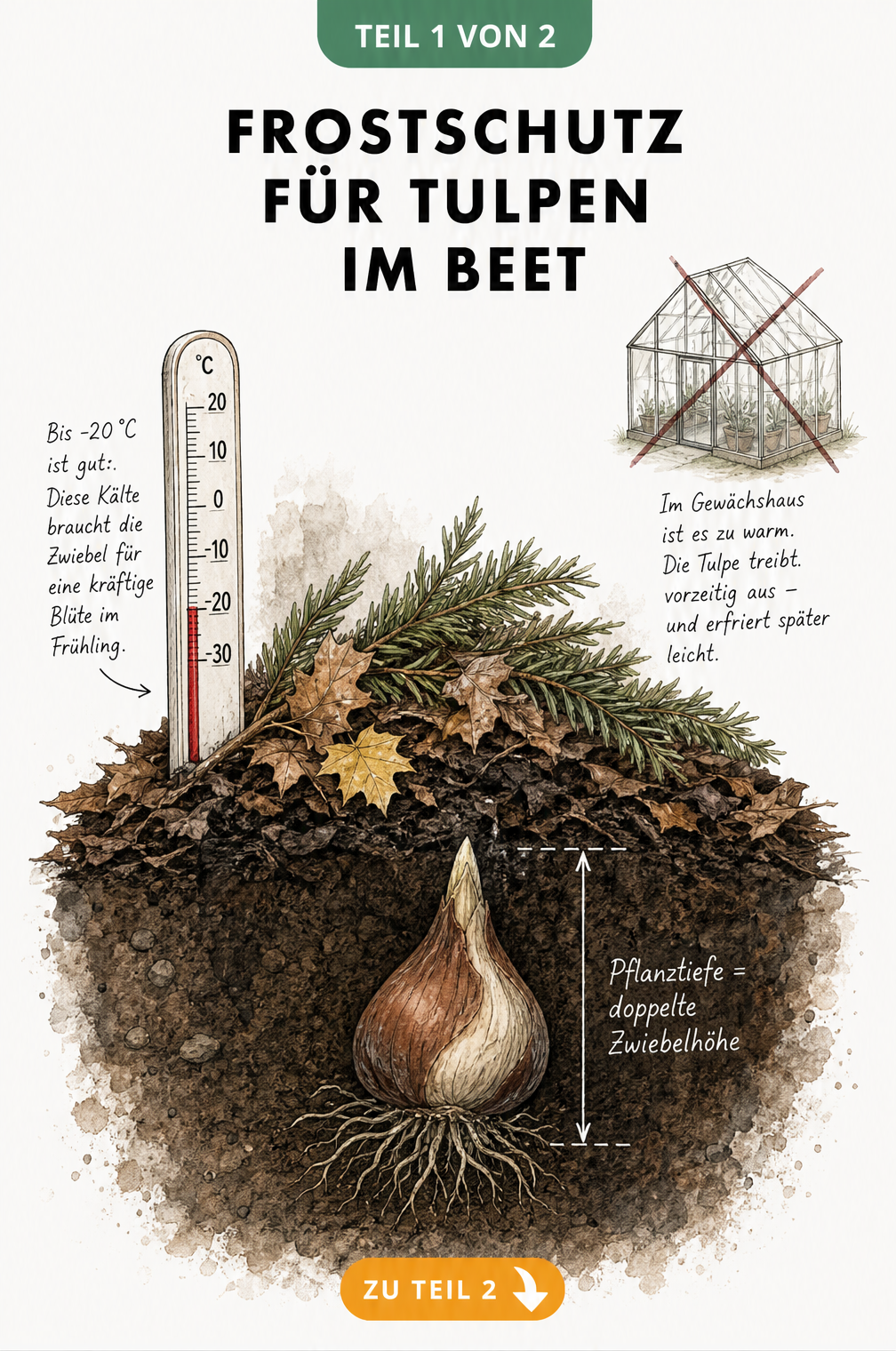 Botanische Querschnitts-Illustration einer Tulpenzwiebel im Winterboden mit Tannenzweigen und Laub als Frostschutz