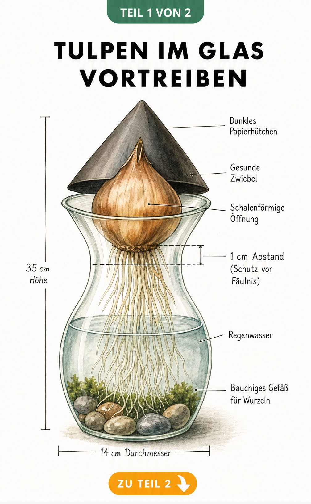 Botanische Illustration einer Tulpenvase mit Maßangaben und Wasserstand für das Vortreiben von Tulpenzwiebeln