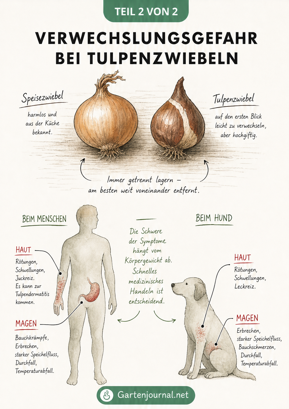 Vergleich einer Speisezwiebel mit einer Tulpenzwiebel und Darstellung von Vergiftungssymptomen bei Mensch und Hund