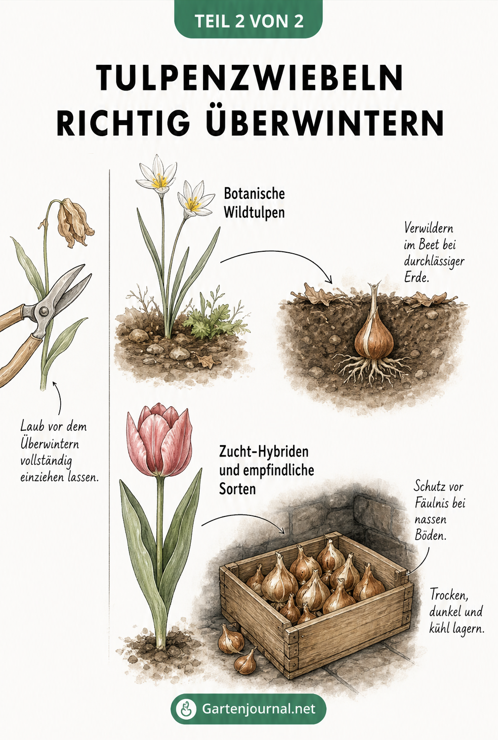 Illustration von Wildtulpen im Boden und Zucht-Hybriden in einer Holzkiste zur Überwinterung