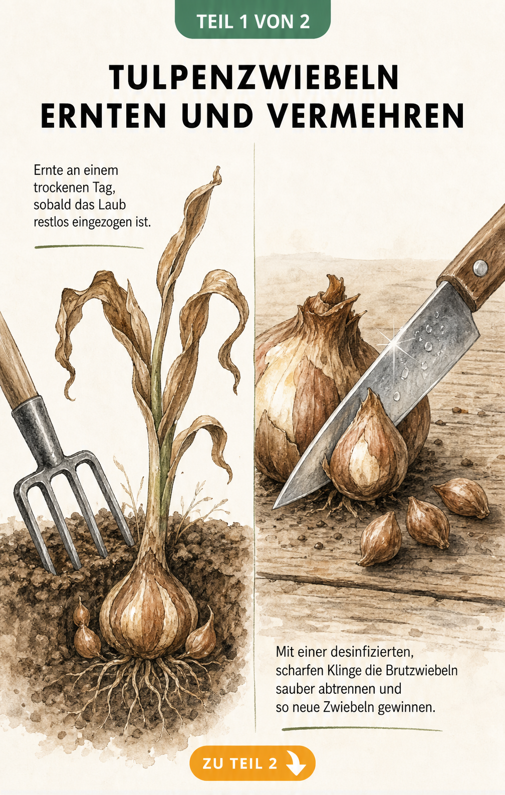 Illustration einer Tulpe mit braunen Blättern und einer Hauptzwiebel mit Brutzwiebeln unter der Erde, daneben eine Grabegabel und ein Messer zum Abtrennen der...