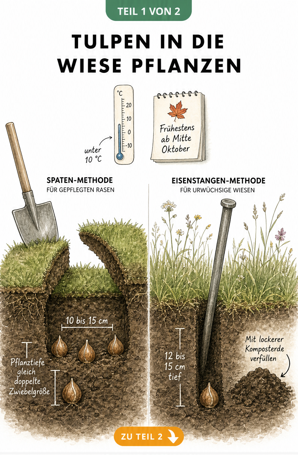 Illustration der Pflanzmethoden für Tulpenzwiebeln in der Wiese: Spaten-Methode für Rasen und Eisenstangen-Methode für urwüchsige Wiesen.