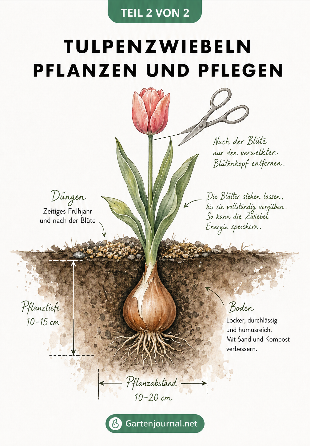 Botanische Querschnittszeichnung zur Pflanztiefe von Tulpenzwiebeln und Pflegehinweise nach der Blüte