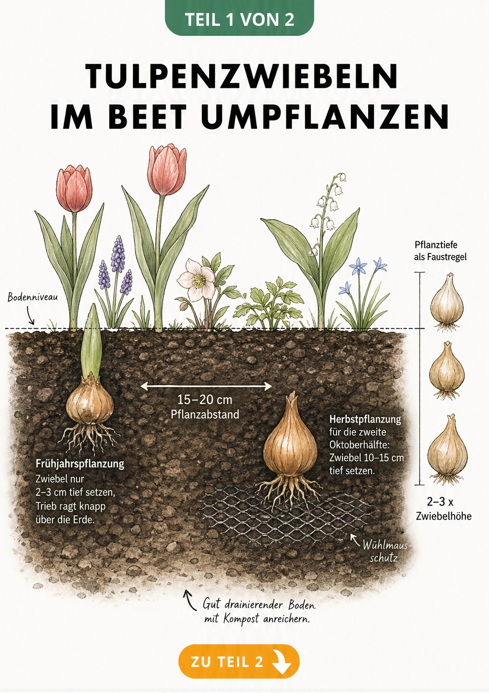 Illustration eines Erdquerschnitts, der den Vergleich zwischen der Pflanzung von Tulpenzwiebeln im Frühjahr und Herbst zeigt.