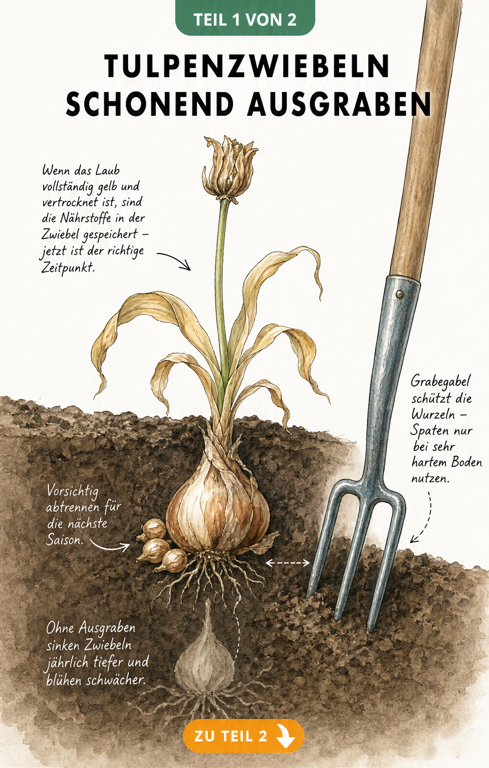 Querschnitt eines Gartenbeets mit verblühter Tulpe und Hauptzwiebel unter der Erde, daneben eine Grabegabel