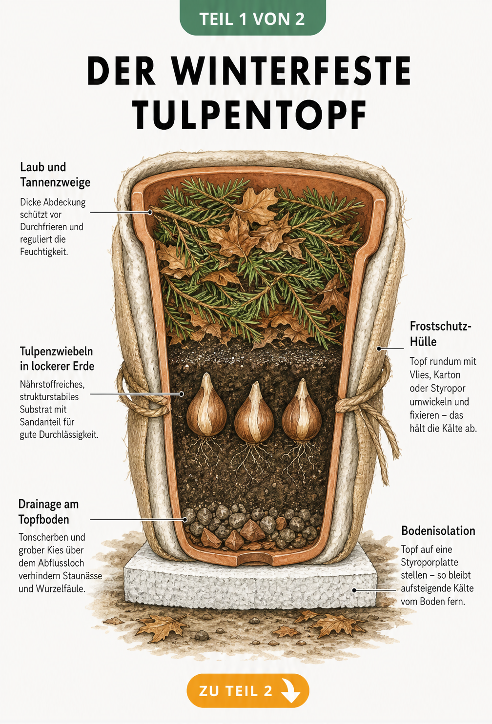 Querschnitt eines Terrakotta-Topfes mit Tulpenzwiebeln, Drainage, Erde und Frostschutzvlies