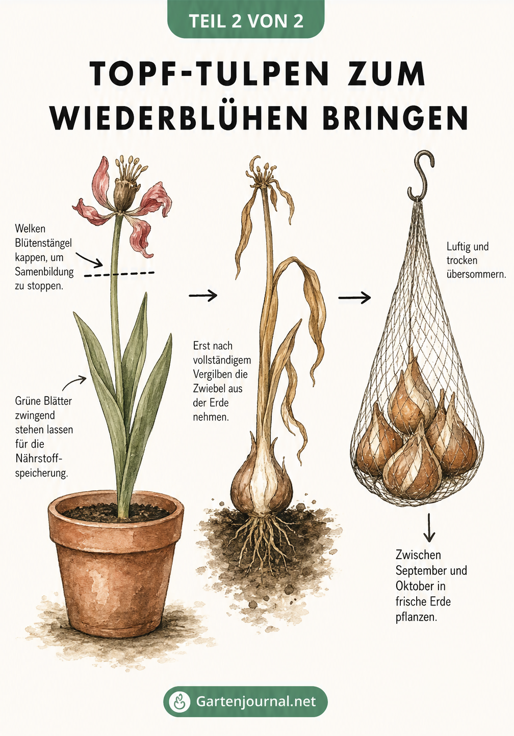 Illustration zur Pflege verblühter Tulpen: Blütenstängel kappen, Blätter vergilben lassen und Zwiebeln trocken lagern