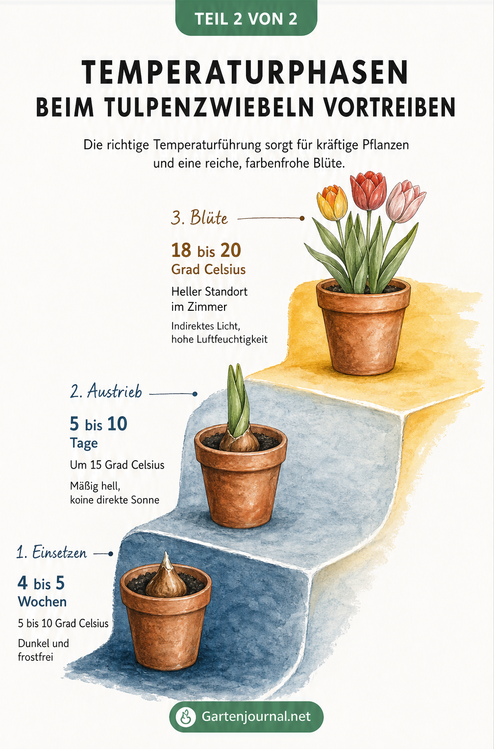 Illustration der drei Temperaturphasen beim Vortreiben von Tulpenzwiebeln vom Einsetzen bis zur Blüte.