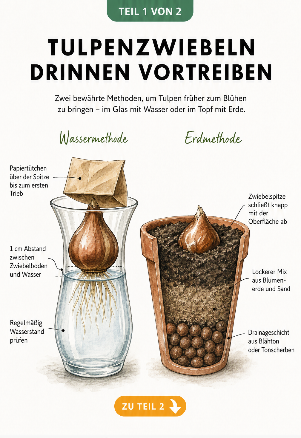 Illustration von Tulpenzwiebeln, die in einer Glasvase mit Wasser und in einem Tontopf mit Erde vorgetrieben werden.