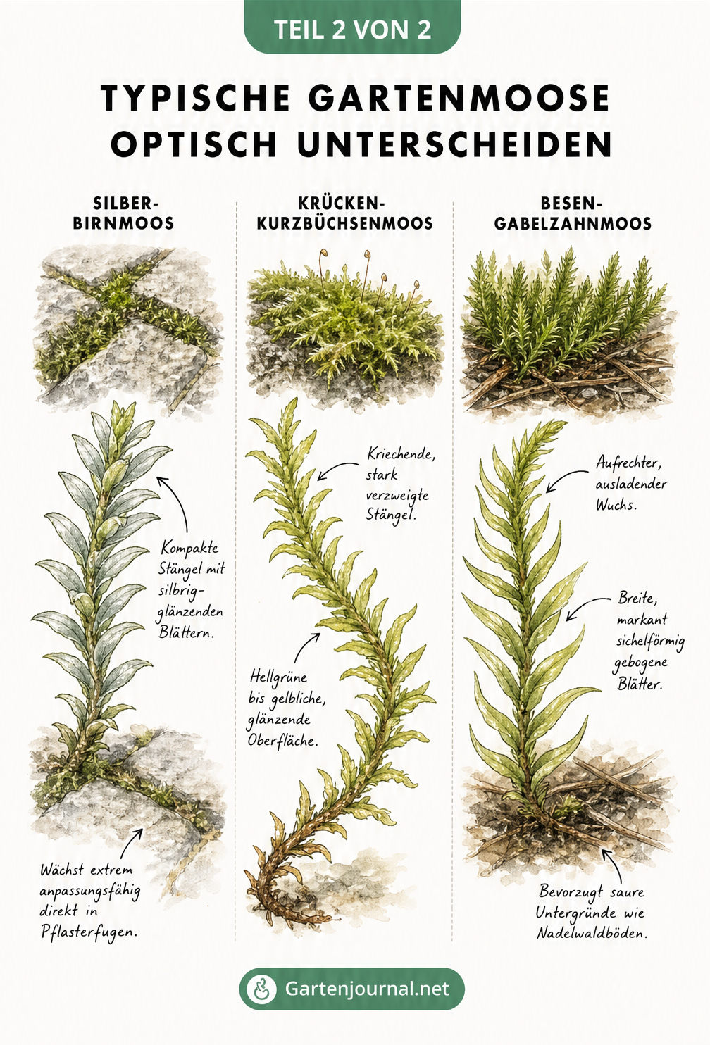 Botanische Lehrtafel mit stark vergrößerten Porträts von Silber-Birnmoos, Krücken-Kurzbüchsenmoos und Besen-Gabelzahnmoos