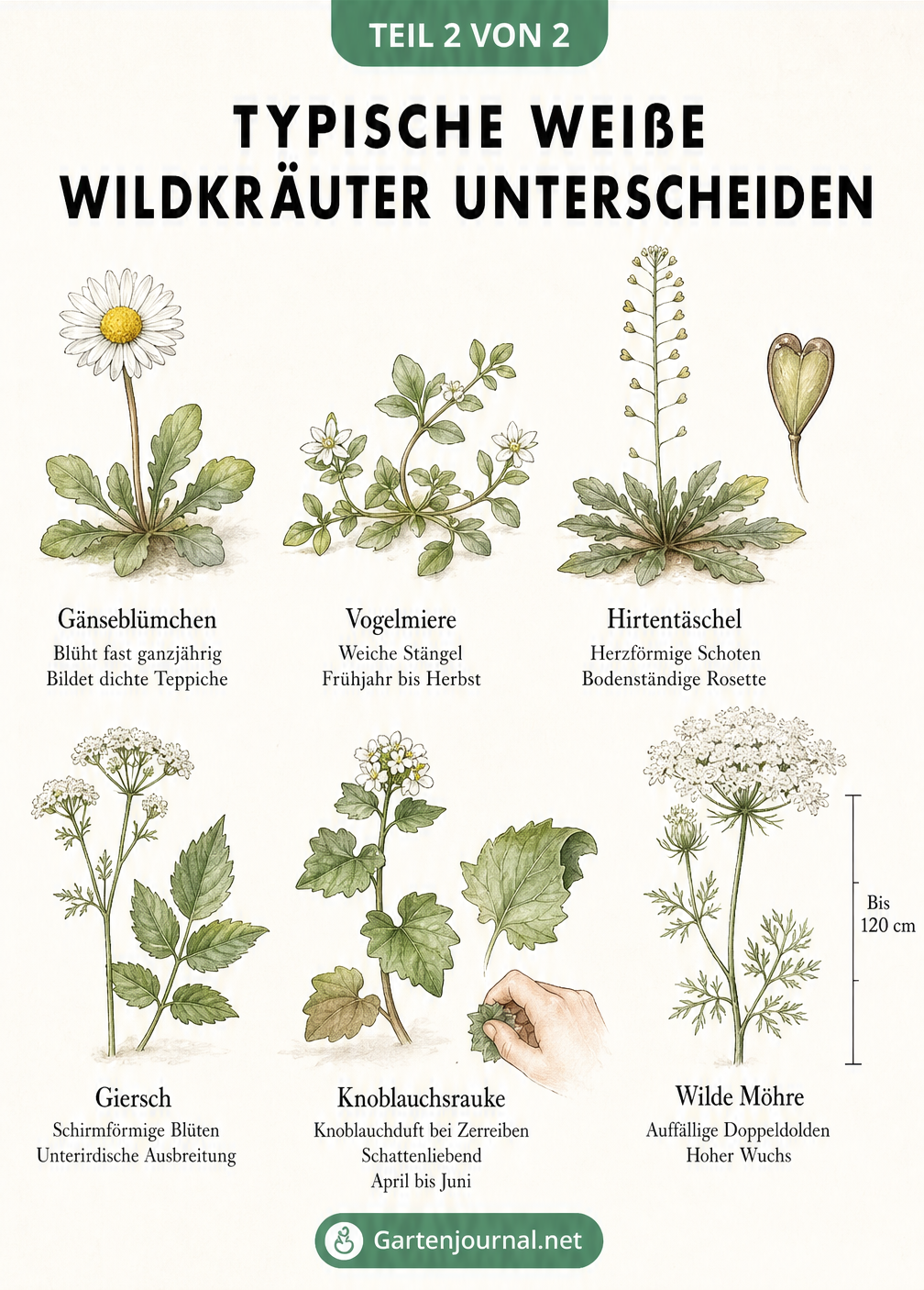 Zeichnung von sechs typischen weißen Wildkräutern wie Gänseblümchen, Vogelmiere und Giersch mit ihren Erkennungsmerkmalen.