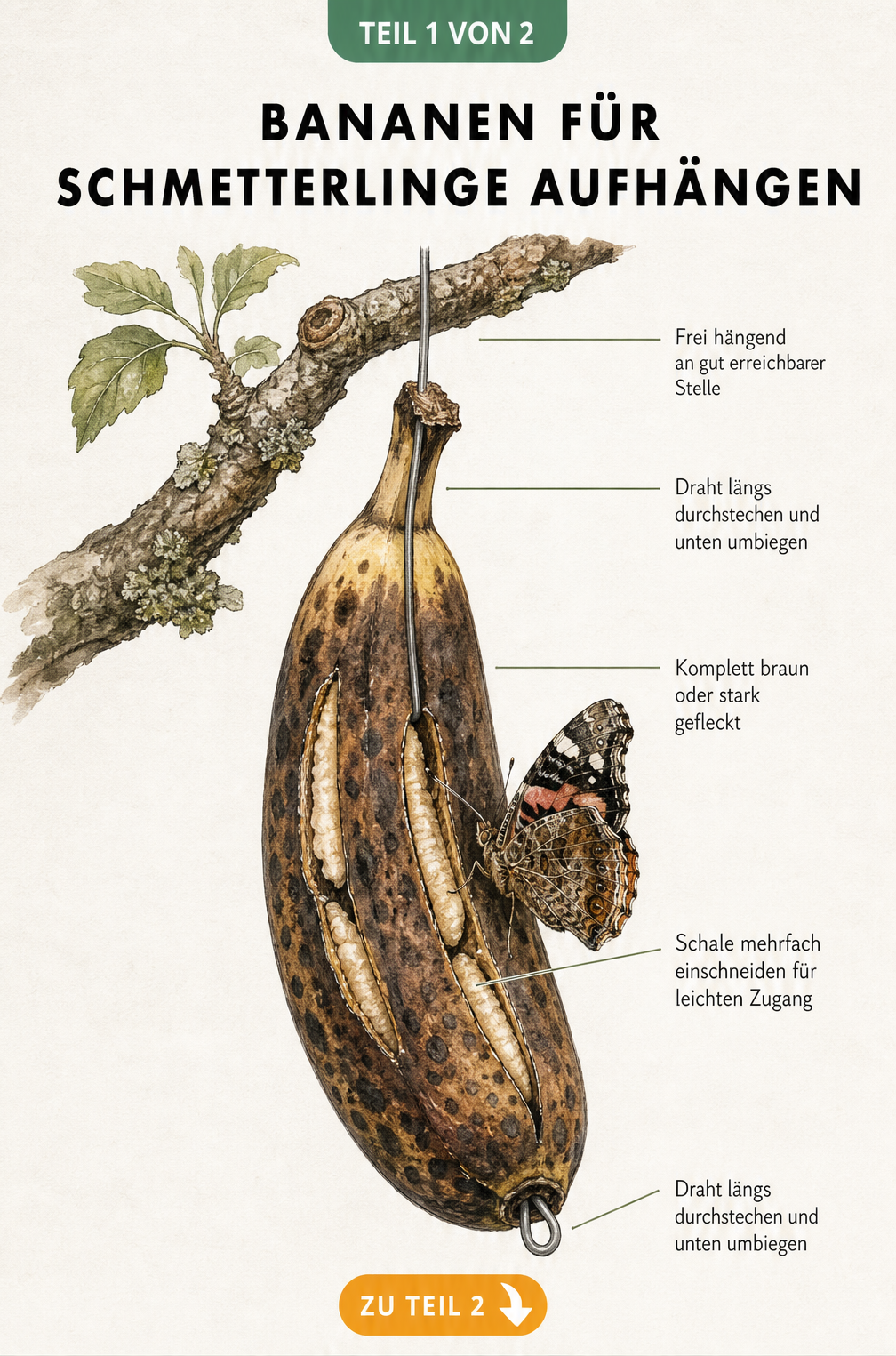 Illustration einer überreifen, braun gefleckten Banane, die an einem Ast hängt und von einem Schmetterling angeflogen wird.