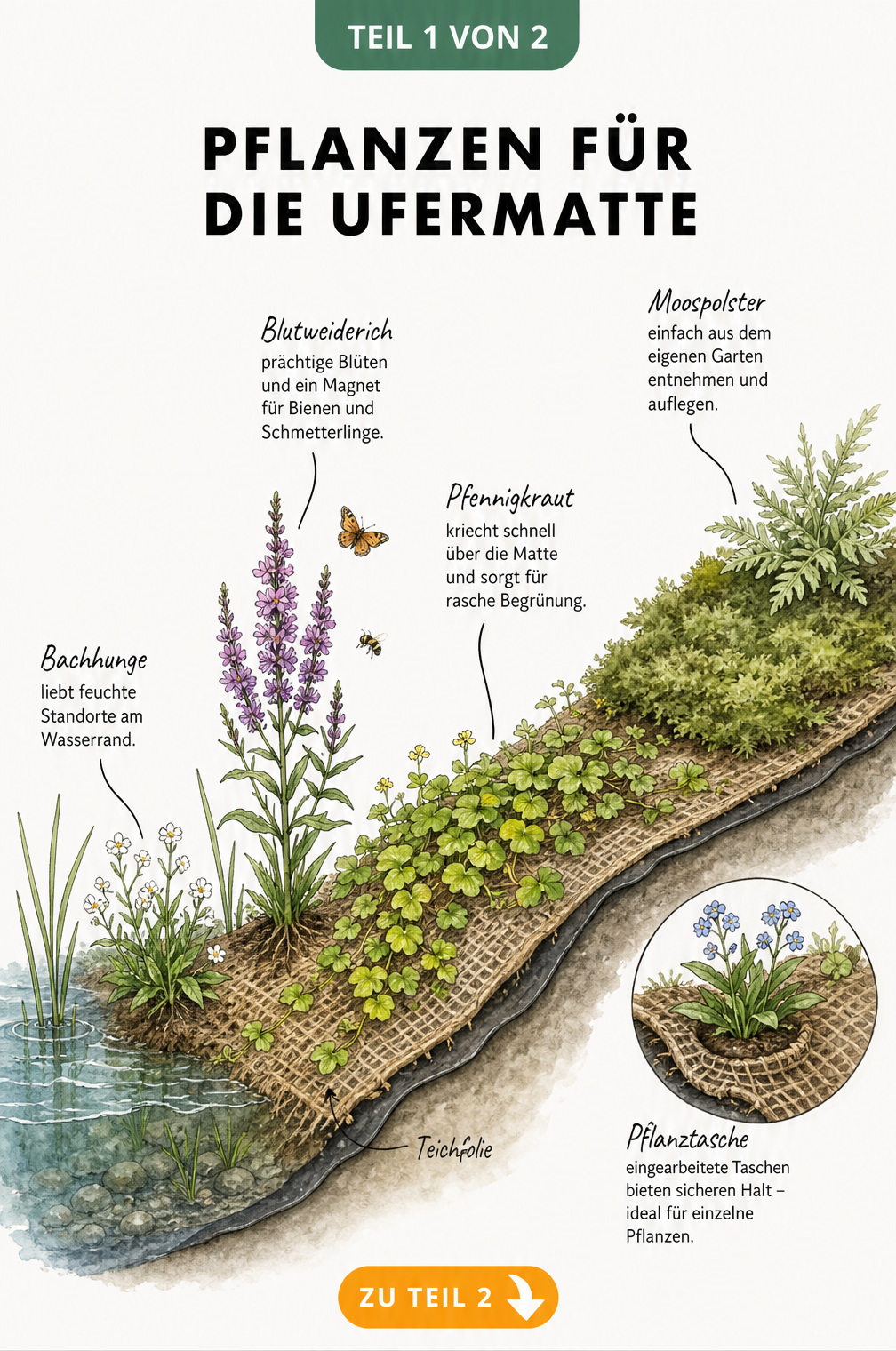 Botanische Illustration eines Teichufers mit Ufermatte und vier blühenden Pflanzenarten wie Blutweiderich und Pfennigkraut