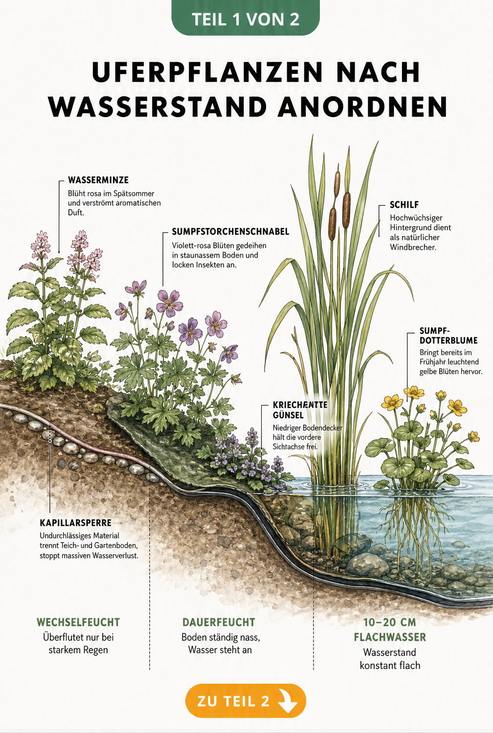 Querschnitt eines Teichufers mit Pflanzenanordnung nach Wasserstand, von der wechselfeuchten Zone bis ins Flachwasser.