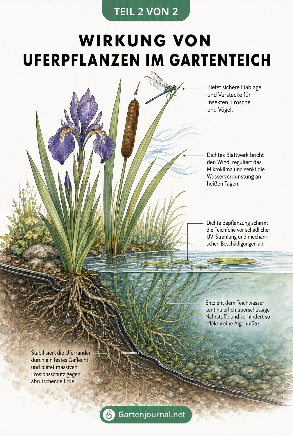 Illustration der ökologischen Wirkung von Uferpflanzen am Gartenteich, inklusive Erosionsschutz und Nährstoffentzug.