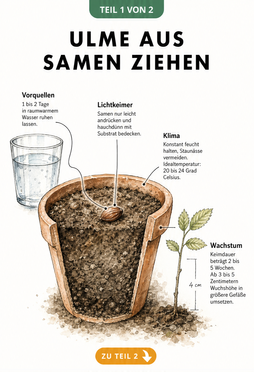 Botanische Illustration eines Ulmensamens auf Erde in einem Anzuchttopf mit Wasserglas und kleinem Sämling