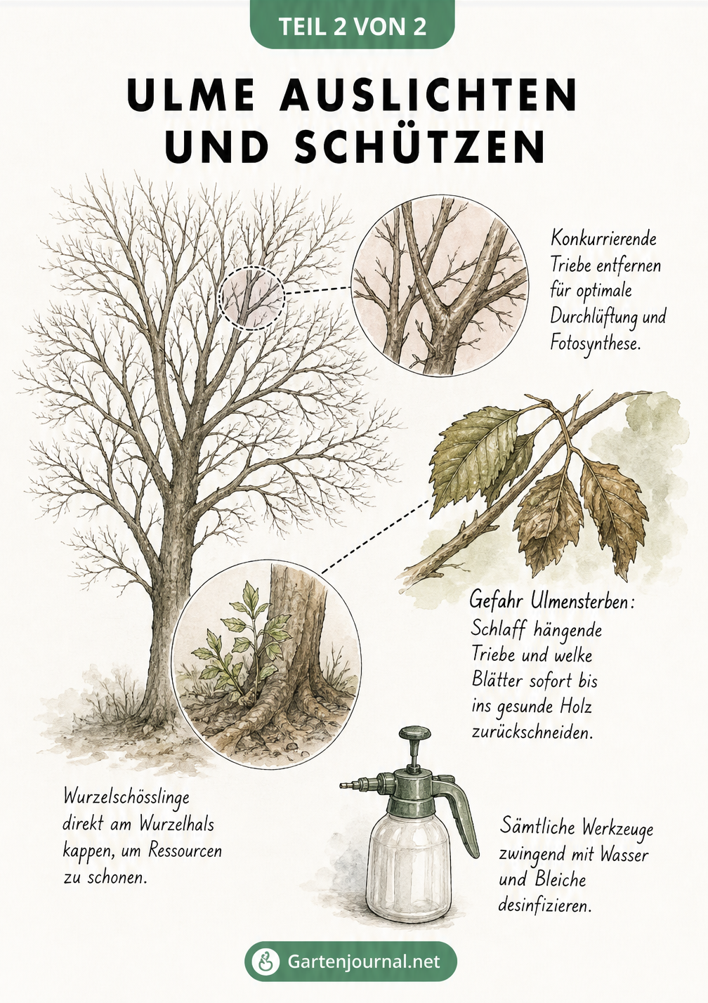 Skizze einer Ulmenkrone mit Detailansichten zum Auslichten, Entfernen von Wurzelschösslingen und Schutz vor Ulmensterben