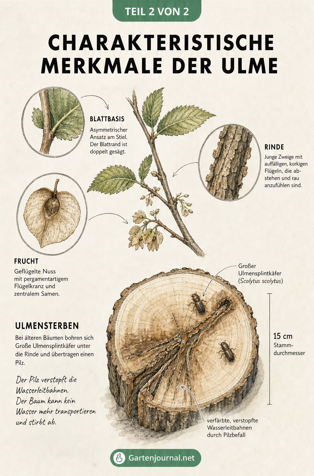 Botanische Zeichnung der Ulmen-Merkmale wie asymmetrische Blattbasis, Korkflügel an der Rinde und geflügelte Nussfrucht sowie eine Schnittzeichnung zum...