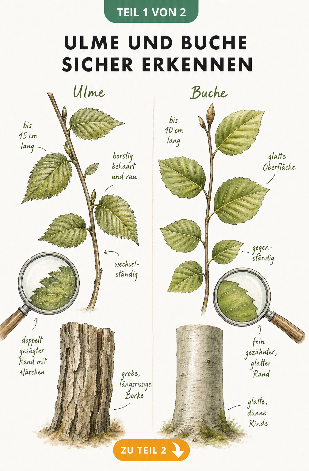 Botanische Illustration von Ulme und Buche mit Blättern und Rinde im Vergleich