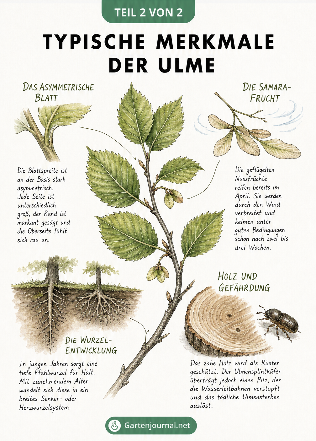 Illustration typischer Merkmale der Ulme: asymmetrisches Blatt, geflügelte Samara-Frucht, Wurzelentwicklung und Ulmensplintkäfer