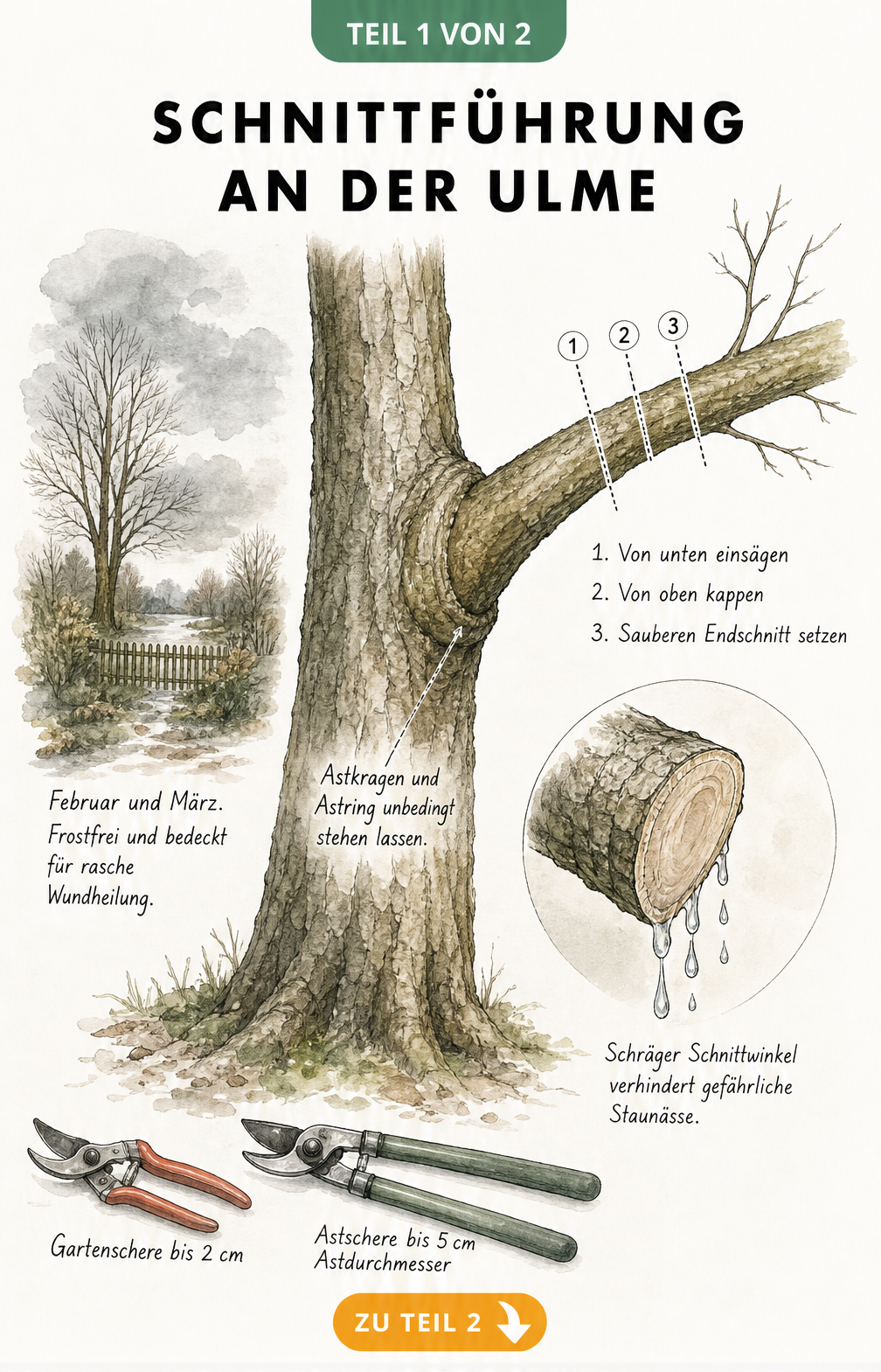 Illustration eines Ulmenstamms mit Seitenast, die den korrekten Schnittwinkel und die Wundheilung zeigt