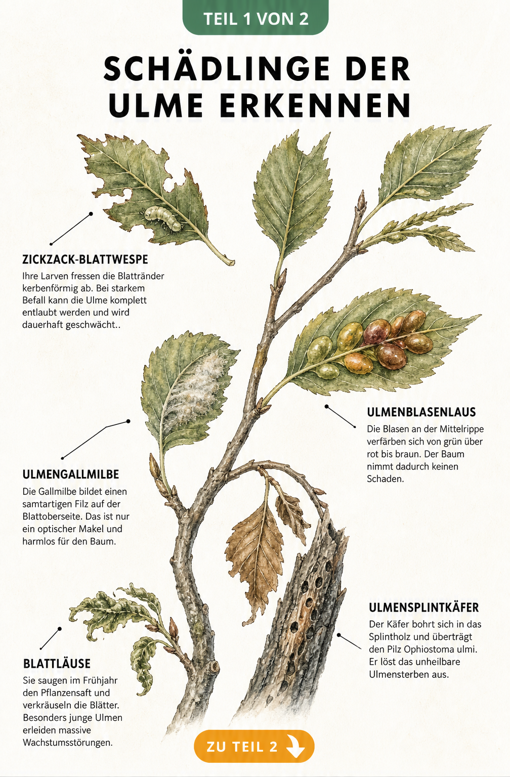 Botanische Illustration eines Ulmenzweigs mit Fraßspuren, Blattgallen und welken Blättern durch verschiedene Schädlinge