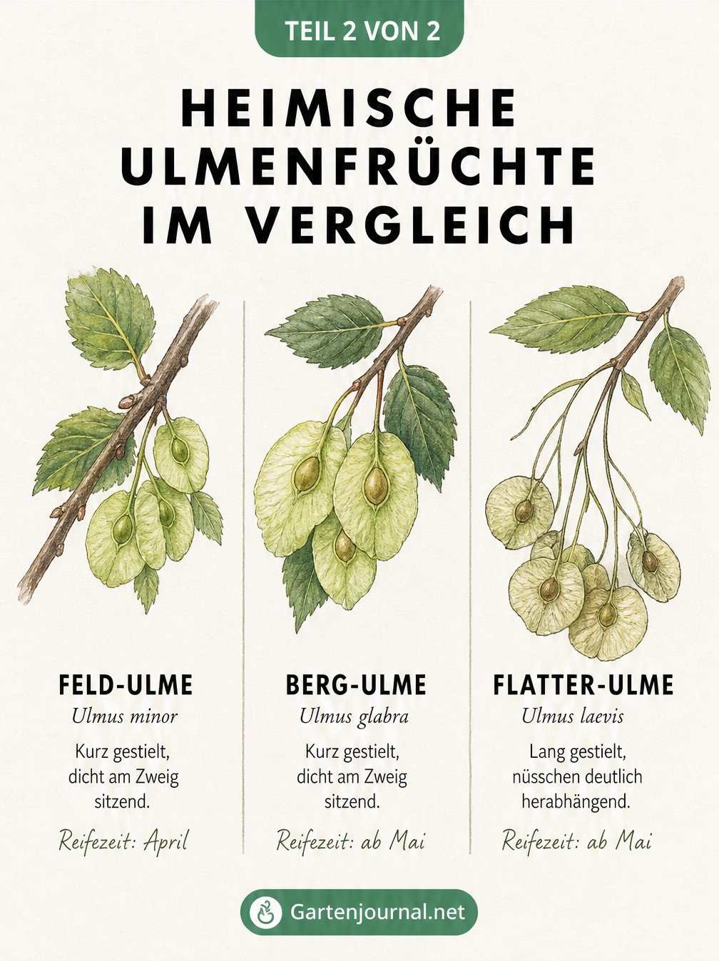 Botanische Bestimmungstafel der Früchte von Feld-Ulme, Berg-Ulme und Flatter-Ulme