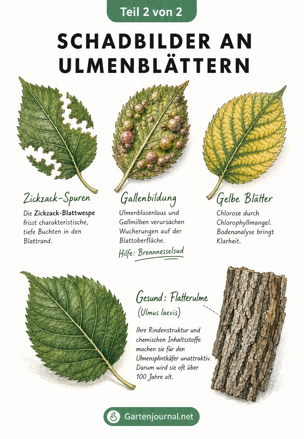 Aquarell-Illustration von Ulmenblättern mit verschiedenen Schadbildern: Zickzack-Fraßspuren, Gallen, Chlorose und ein gesundes Blatt der Flatterulme.