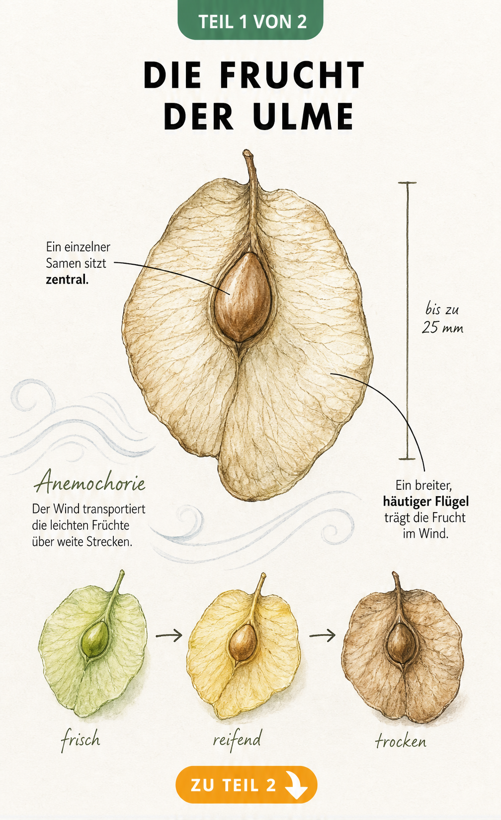 Botanische Illustration einer Ulmenfrucht mit Samen, Flügel und Reifeprozess