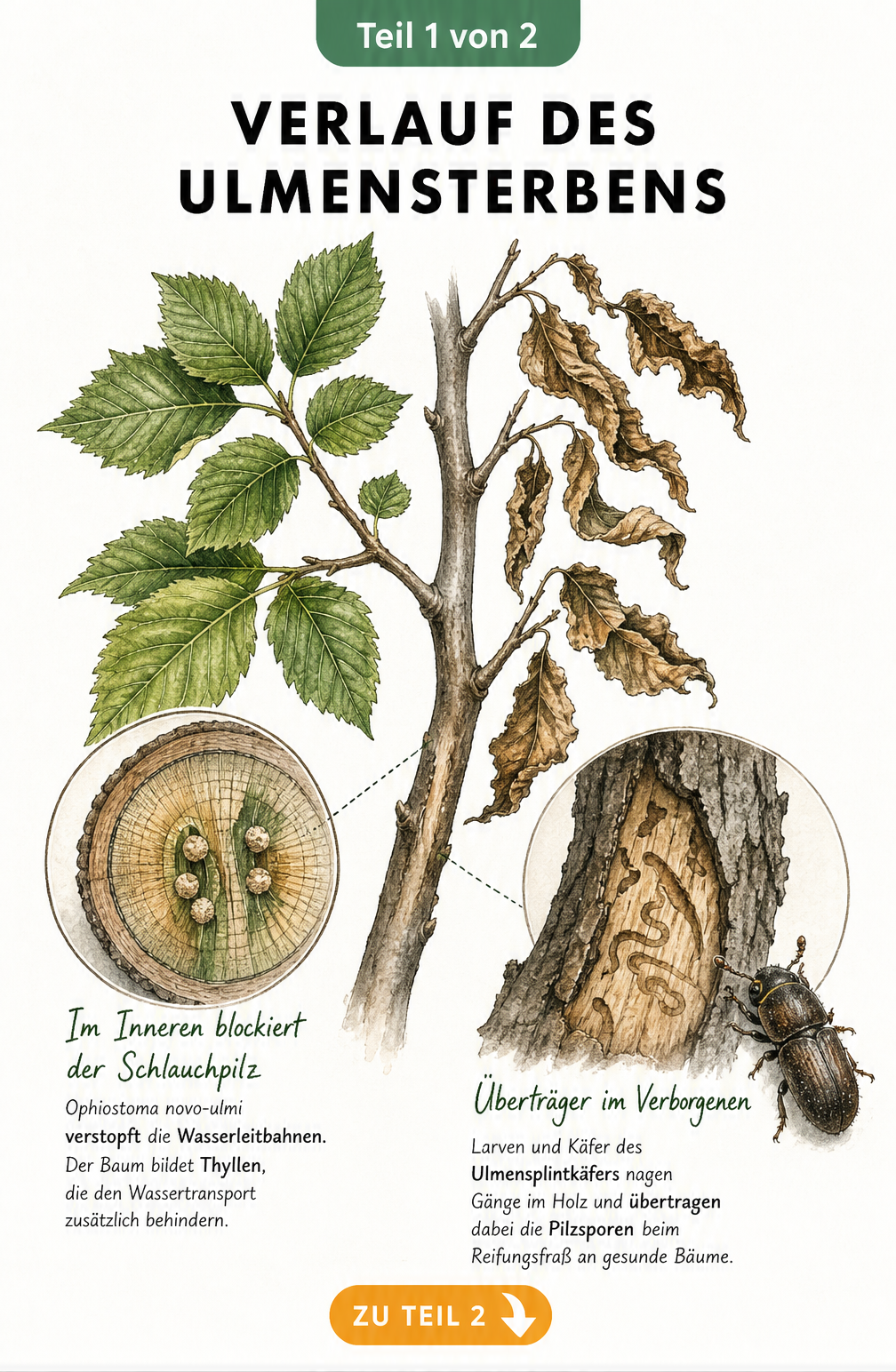 Botanische Illustration des Ulmensterbens: Gesunder Zweig im Vergleich zu welken Blättern, Querschnitt mit blockierten Wasserleitbahnen und Ulmensplintkäfer in...