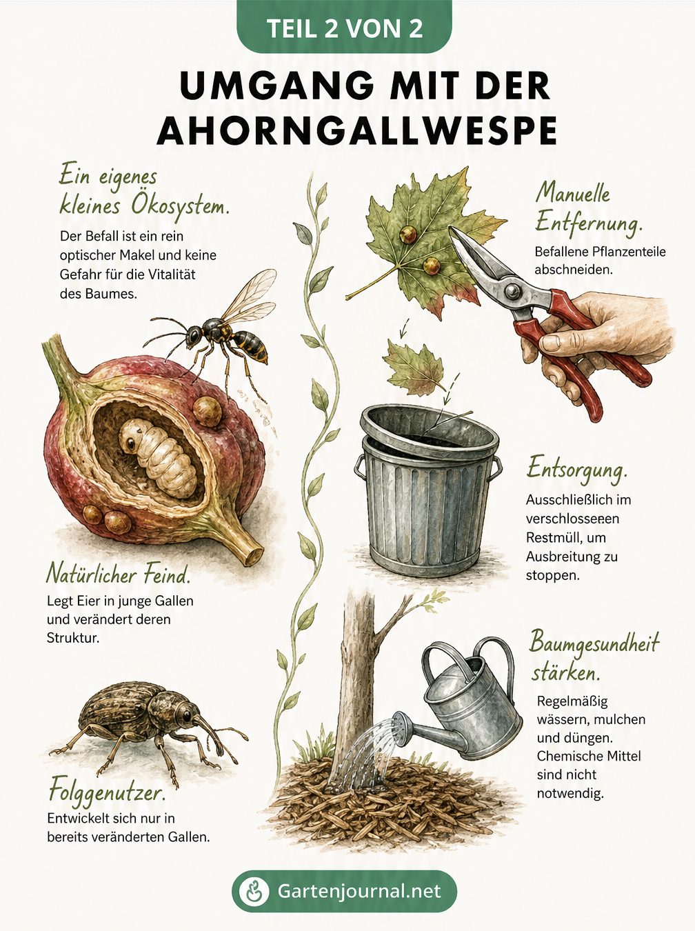 Illustration zum Umgang mit der Ahorngallwespe, zeigt Querschnitt einer Blattgalle, natürliche Feinde und Pflegetipps