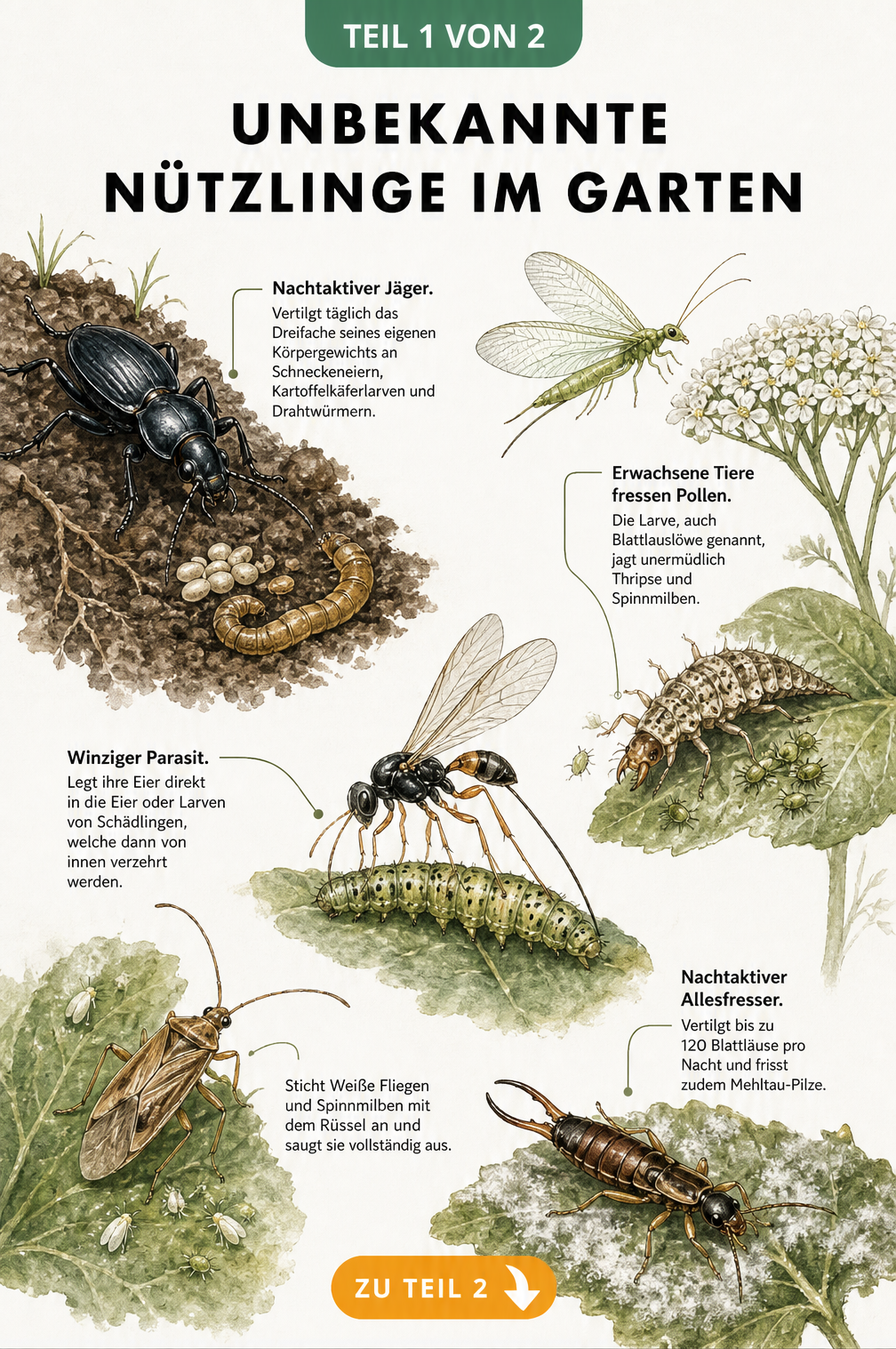 Illustration von fünf unbekannten Nützlingen im Garten: Laufkäfer, Florfliege, Schlupfwespe, Blumenwanze und Ohrwurm bei der Jagd auf Schädlinge.