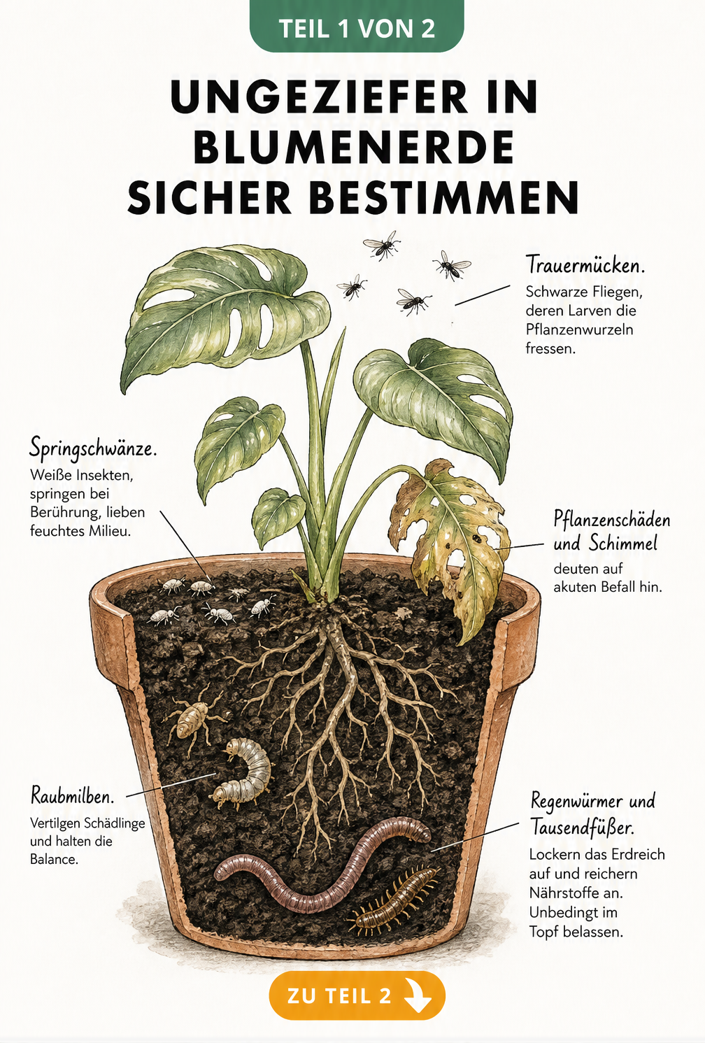 Querschnitt eines Blumentopfs mit Trauermücken, Springschwänzen, Raubmilben und Regenwürmern in der Erde
