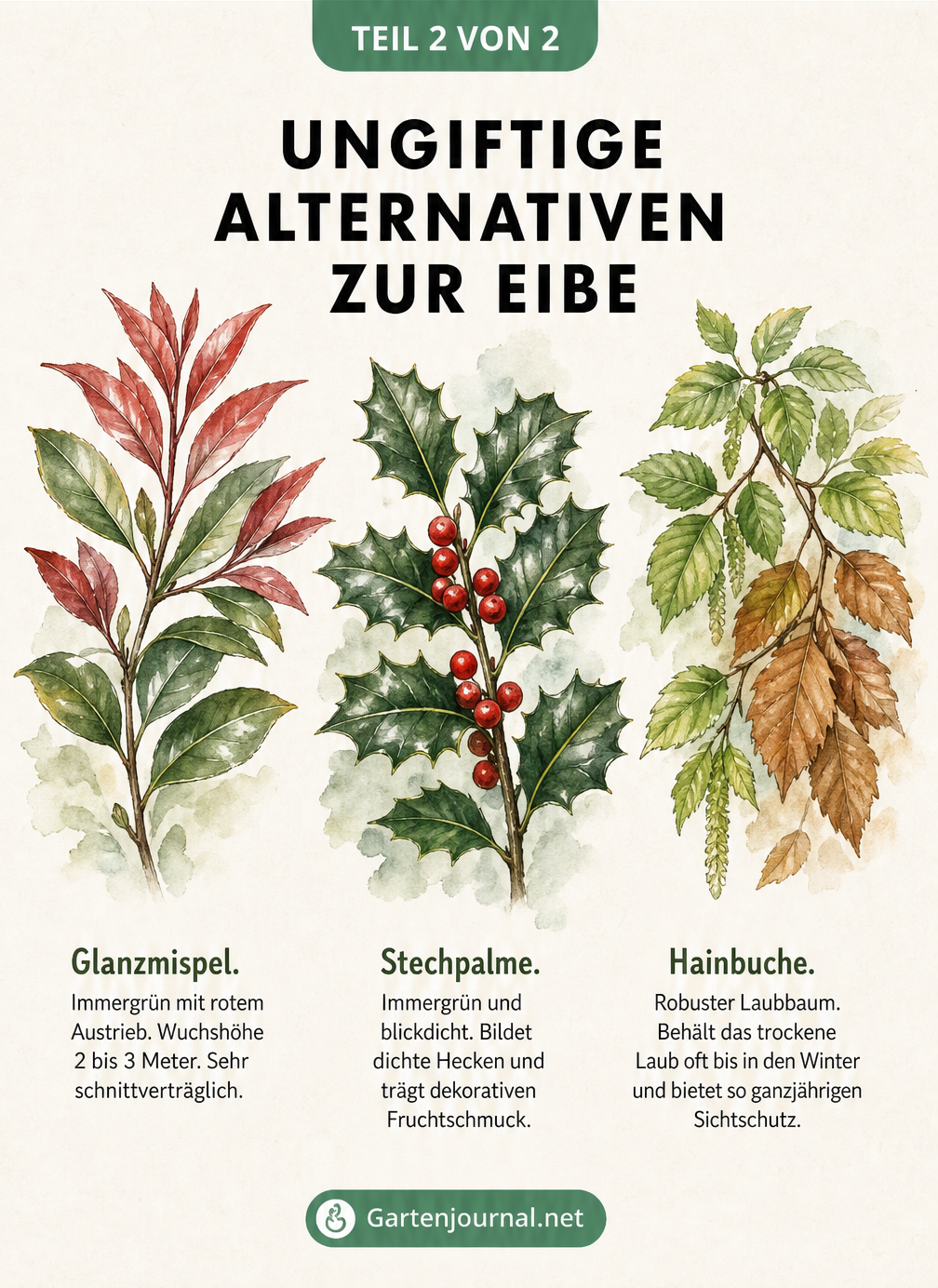 Aquarell-Illustration von drei ungiftigen Heckenpflanzen: Glanzmispel, Stechpalme und Hainbuche als Alternativen zur Eibe.