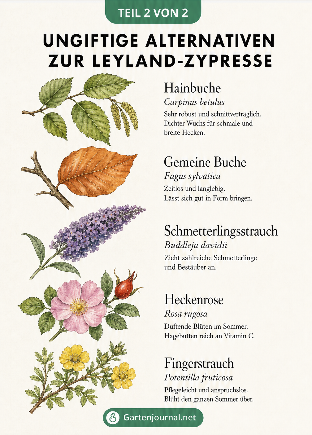 Illustration von fünf ungiftigen Heckenpflanzen: Hainbuche, Gemeine Buche, Schmetterlingsstrauch, Heckenrose und Fingerstrauch als Alternativen zur...