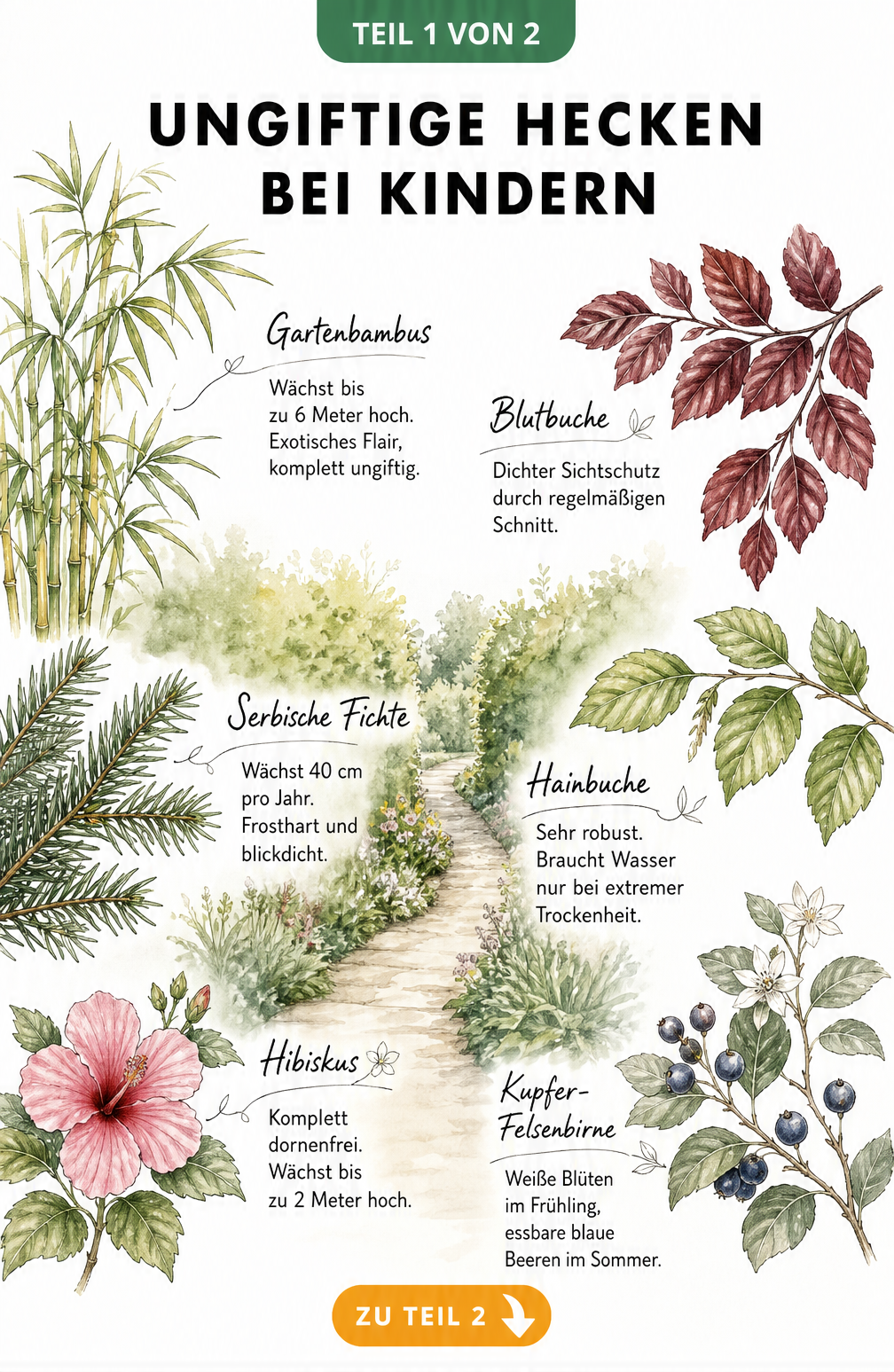 Illustration von ungiftigen Heckenpflanzen wie Gartenbambus, Serbische Fichte, Blutbuche, Hainbuche, Hibiskus und Kupfer-Felsenbirne