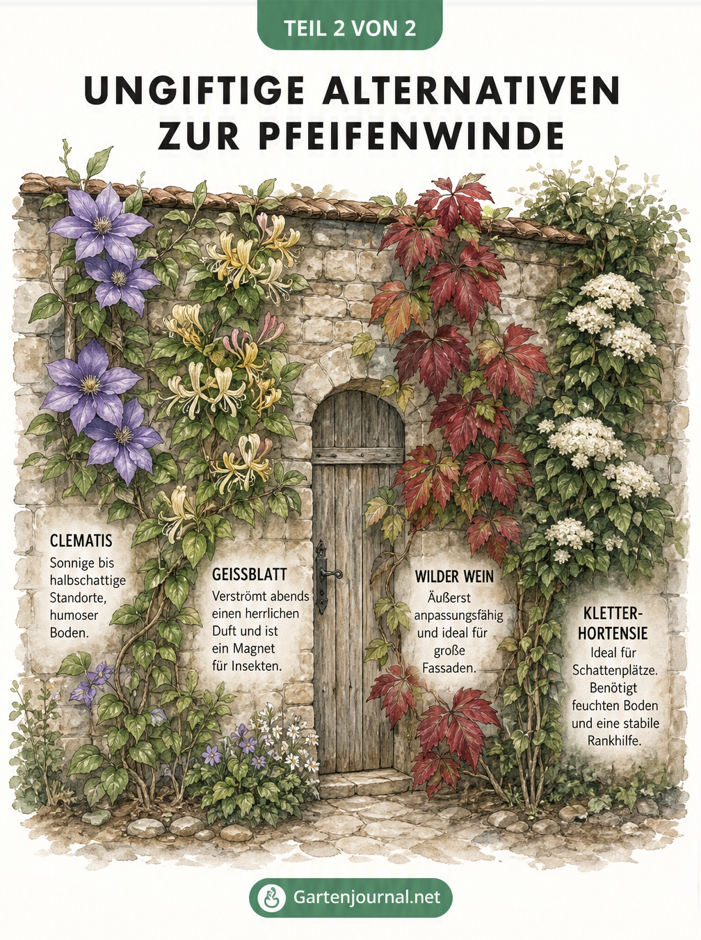 Illustration einer Steinmauer mit vier ungiftigen Kletterpflanzen: Clematis, Geißblatt, Wilder Wein und Kletterhortensie