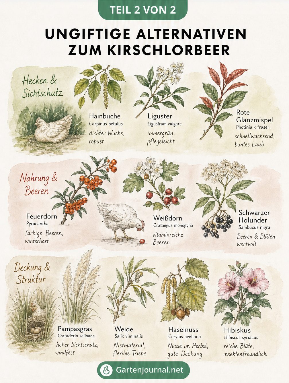 Aquarell-Illustration von zehn ungiftigen Pflanzen für den Hühnerauslauf, unterteilt in Hecken, Beeren und Strukturpflanzen
